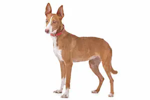 Podenco Canario